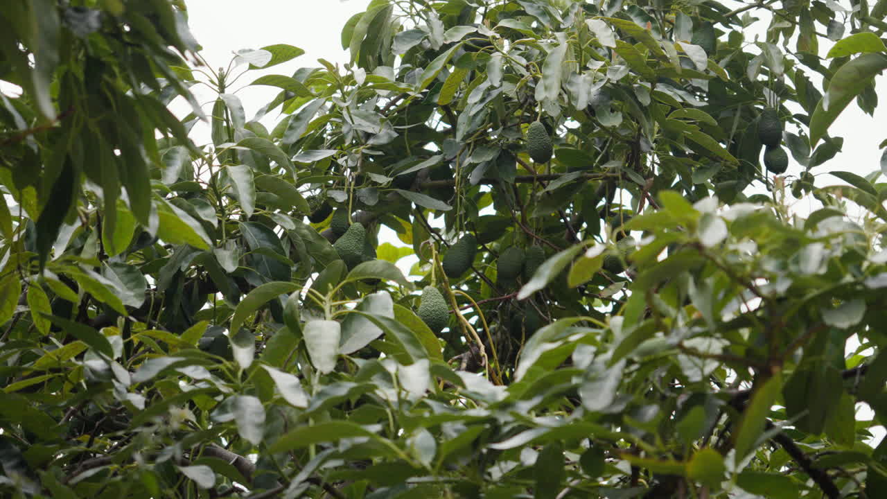 frutal de aguacate exuberante con frutas maduras en un día de brisa