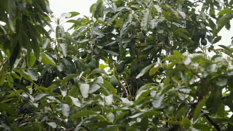 frutal de aguacate exuberante con frutas maduras en un día de brisa