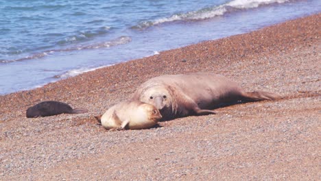 Zeitlupe-Eines-Männlichen-Dominanten-Seeelefanten-Am-Strand,-Der-Dem-Weibchen-Am-Strand-Nachjagt,-Um-Sich-Zu-Paaren