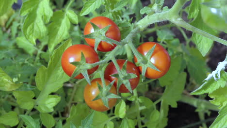 ripe tomatoes growing on a self set plant