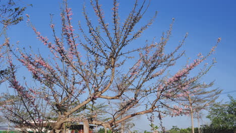 Die-Schönheit-Der-Natur,-Wenn-Eine-Pflaumenblüte-Auf-Einem-Baum-Vor-Einem-Klaren-Blauen-Himmel-Blüht