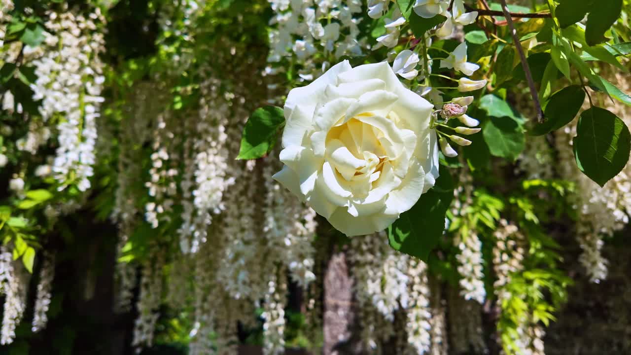 Macro shot approaching a white rose with soft-focus white wisteria flowers in the background.