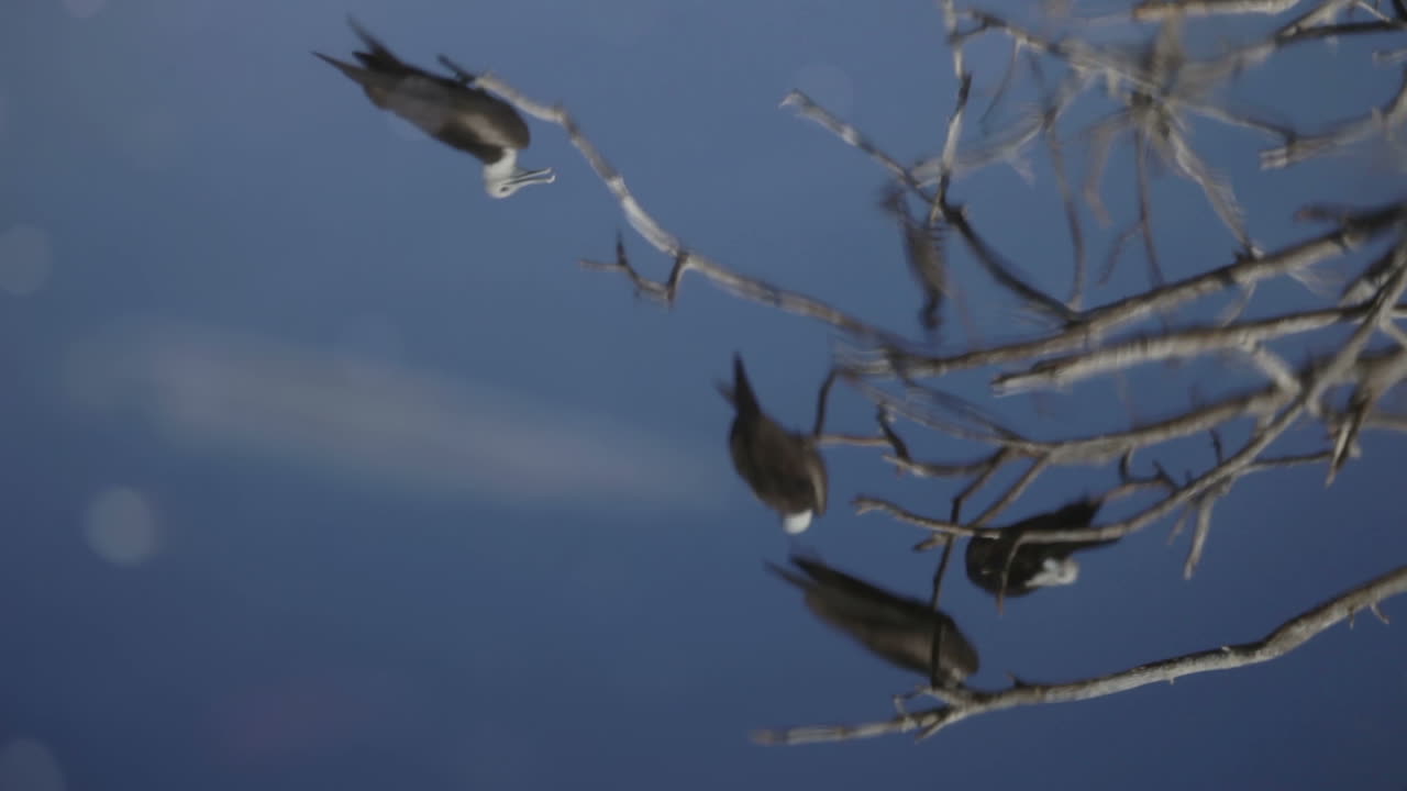 에스콘디도 새 05