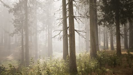 Rayos-De-Sol-En-El-Bosque-De-Abetos-Naturales