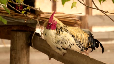 white cock or rooster sitting on the fence