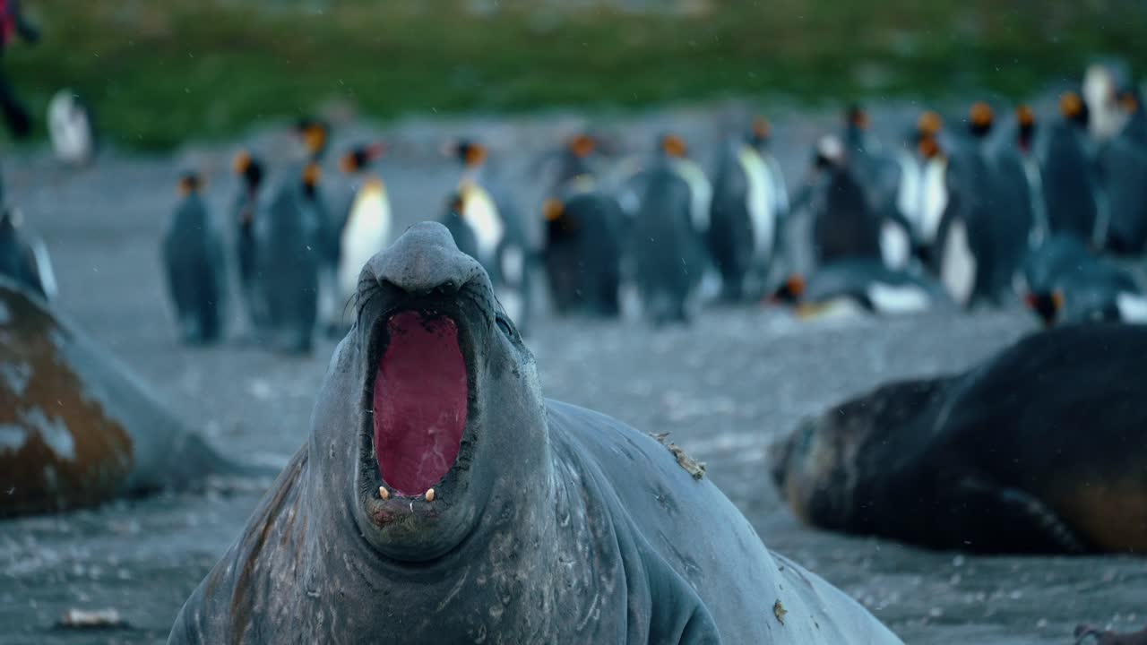 La gola di una foca elefante maschio dominante vibra con un muggito sull'isola della Georgia del Sud.