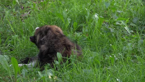 Katze-Putzt-Sich-Im-Gras