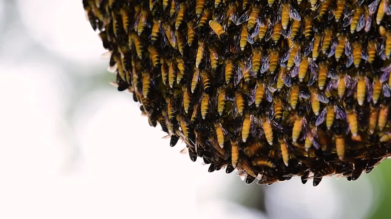 se sabe que las abejas melíferas gigantes construyen grandes colonias de nidos con bolsillos simétricos hechos de cera para almacenar miel como fuente de alimento.