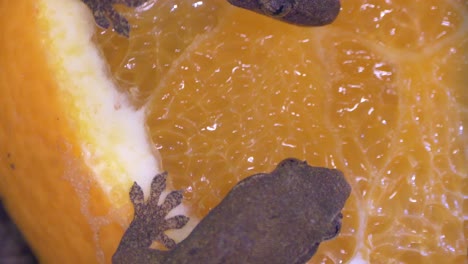 grupo de geckos comunes de escala suave lamiendo naranja saludable, primer plano macro