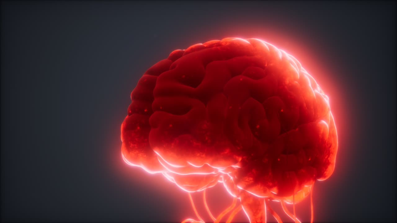 modelo animado del cerebro humano