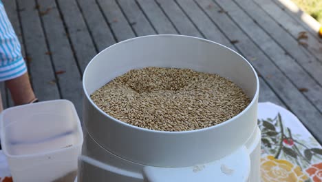 whole wheat kernels are ground with a small electrical flour mill