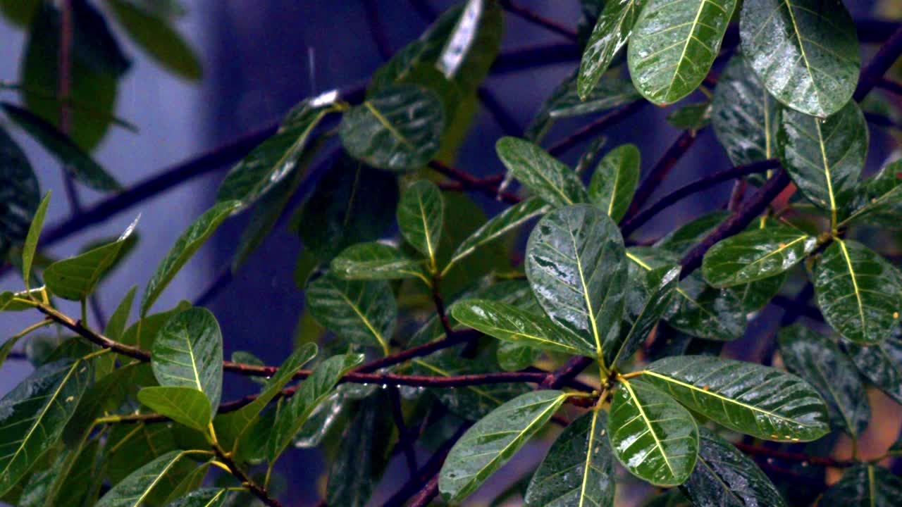 captura de pantalla de arriba hacia abajo de un hermoso arbusto verde con hojas que brillan húmedas de las gotas de lluvia durante una tormenta de lluvia tropical