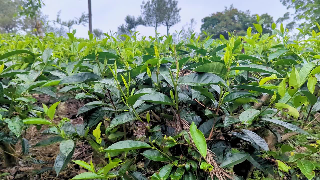 Closeup of tea plants, leaves, and fresh shoots of Camellia sinensis within tea plantations in highlands Sri Lanka