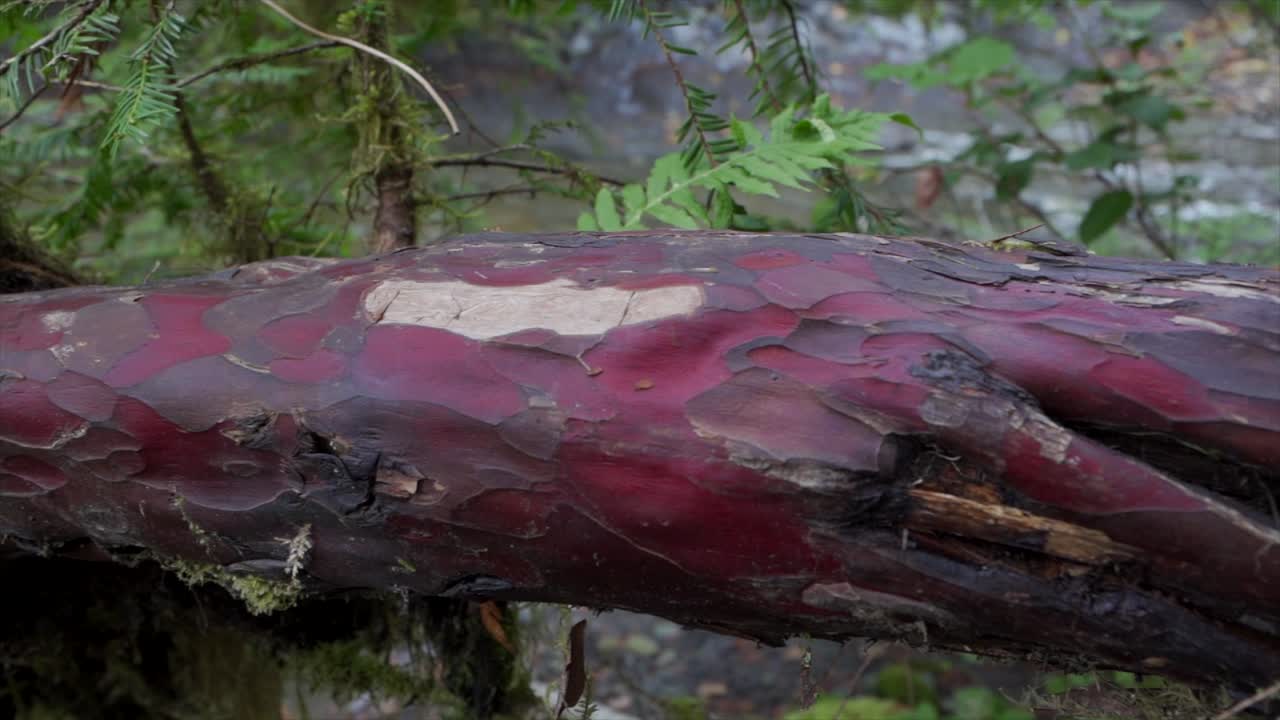 크고 아름다운 나무를 따라 천천히 이동하기 버전 2