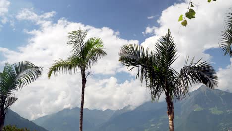 Palmen-Mit-Bergen-Im-Hintergrund