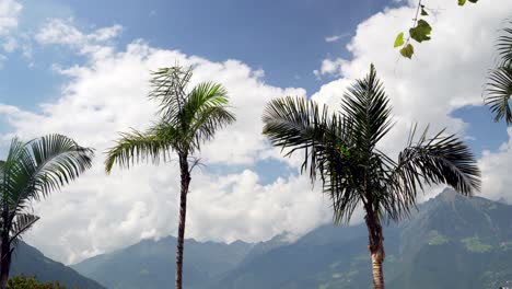 palmeras con montañas de fondo