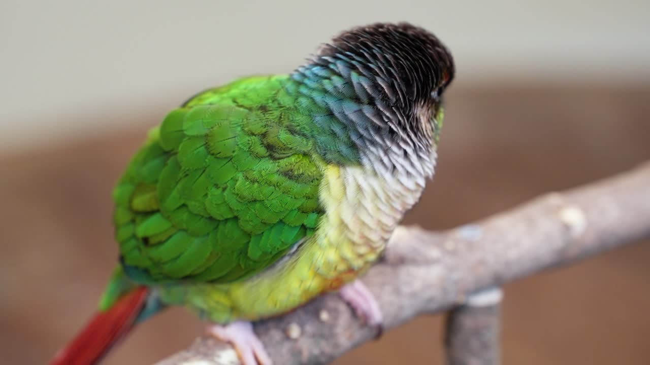 Small green gradient to yellow and red feathered parrot perched on branch, closeup