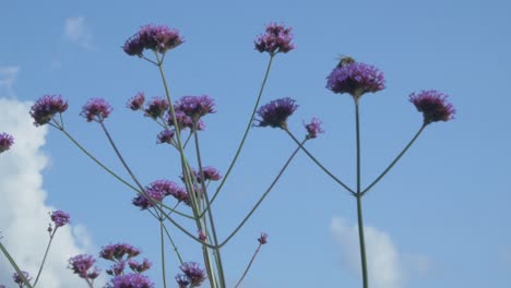 Abeja-De-Miel-Aterrizó-En-Una-Flor-Alta-Que-Se-Balanceaba