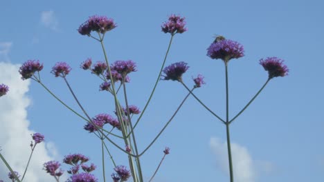 abeja de miel aterrizó en una flor alta que se balanceaba