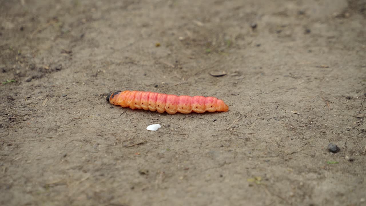 코수스 애벌레 (cossus caterpillar) 는 새를 내는 나무 벌레 또는 소나무 곤충의 해충으로 땅 위에 기어다니는 곤충이다.
