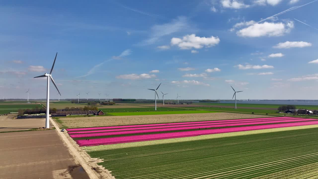 네덜란드 플레보랜드에 있는 핑크색 튤립과 풍력 터빈, 공중 전망