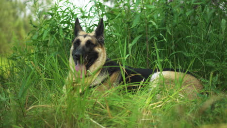 handheld shot of a german shepherd dod laying in the grass panting heavily