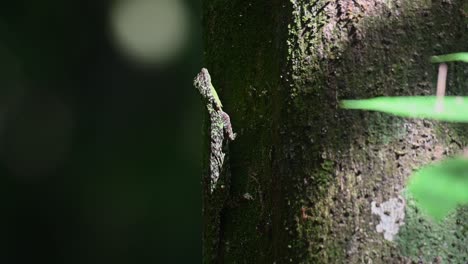 blanford's gliding lizard, draco blanfordii, kaeng krachan national park, 4k footage