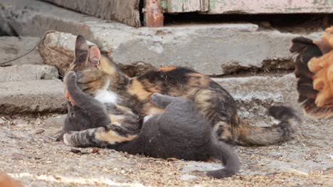 Graue-Und-Dreifarbige-Katze,-Die-Auf-Dem-Boden-Spielt