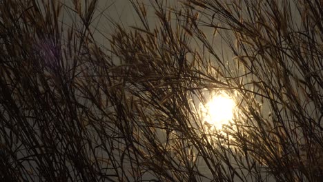 Spiegelung-Der-Sonne-Im-See-Und-Golden-Funkelndes-Licht-Im-Gras