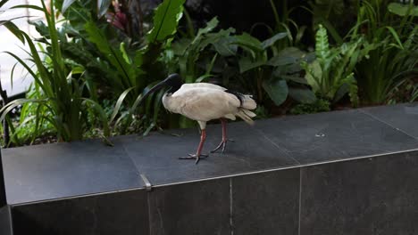 el pájaro sube y baja por la escalera de la ciudad.