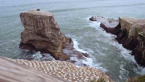 gannet migratory birds nesting on rock formations