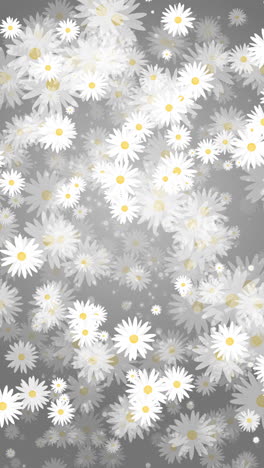 chamomile flowers with white petals. summer plants that rotate, appear and disappear. black and white background. abstract loop motion graphics. vertical video.