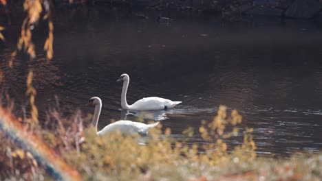 un par de cisnes en el estanque