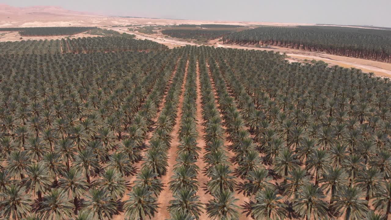 Aerial View of a Date Palm Plantation in a Desert Landscape