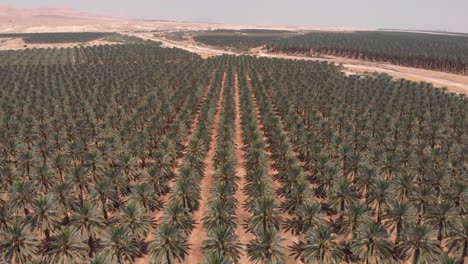 vista aérea de una plantación de palma de dátiles en un paisaje desértico