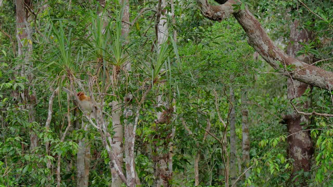 escena de la selva tropical