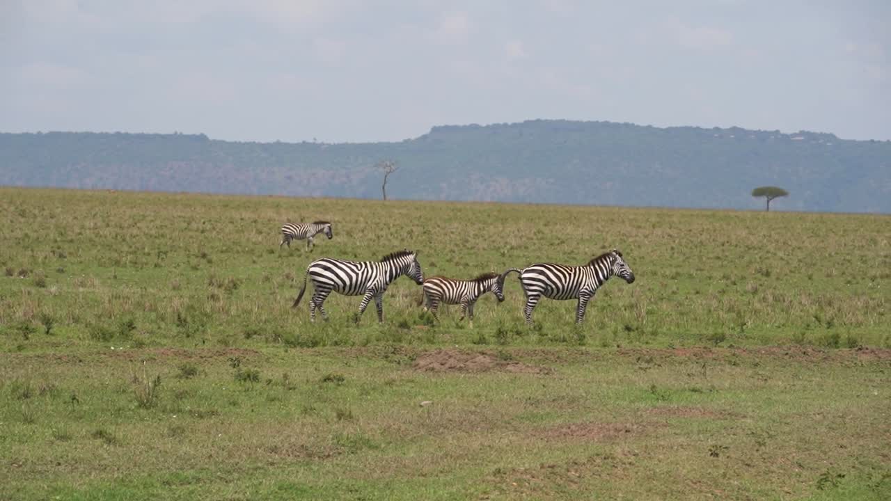 Una mandria di zebre attraversa un campo erboso in Africa