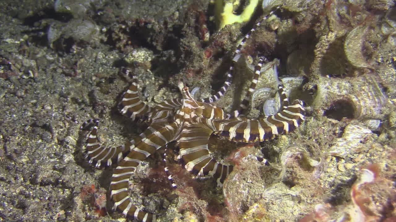 Wonderpus wunderpus photogenicus hunting at night, tentacles scanning coral gaps in search of prey