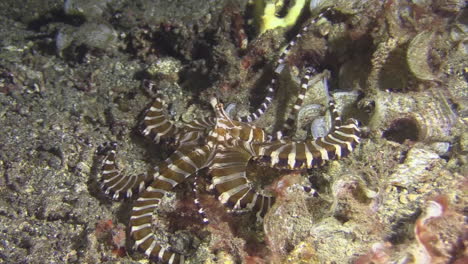 Wonderpus-wunderpus-photogenicus-hunting-at-night,-tentacles-scanning-coral-gaps-in-search-of-prey