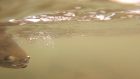 an underwater shot of a trout being reeled in while fly fishing from a raft