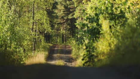 a narrow dirt road goes through the sunlit summer forest