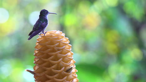 two hummingbirds feeding at high speed from a beehive ginger flower, set against green foliage, one lands on top grasping with talons