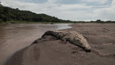 crocodile resting riverbank costa rica mud boat tour