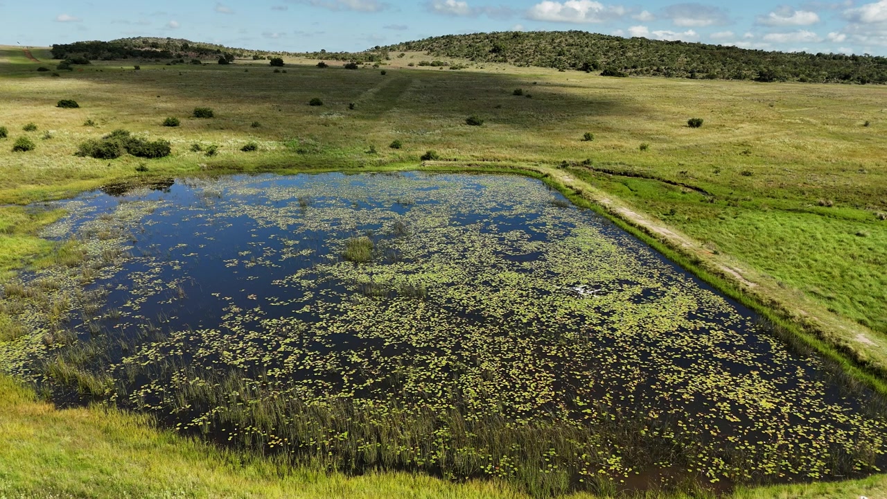 Agricultural drone sprays herbicide over a pond covered with aquatic plants