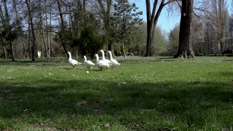 Fünf-Weiße-Gänse,-Die-An-Einem-Sonnigen-Frühlingstag-Grünes-Gras-Auf-Der-Wiese-Des-Baumwaldparks-Weiden-Lassen