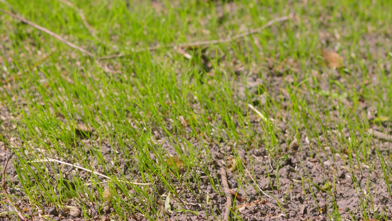 Lenta Panoramica verso l'Alto su Nuova Erba Verde che Cresce da Terreno Secco e Screpolato. Perfetto per documentari, contesti di cambiamento climatico o video agricoli. 4K