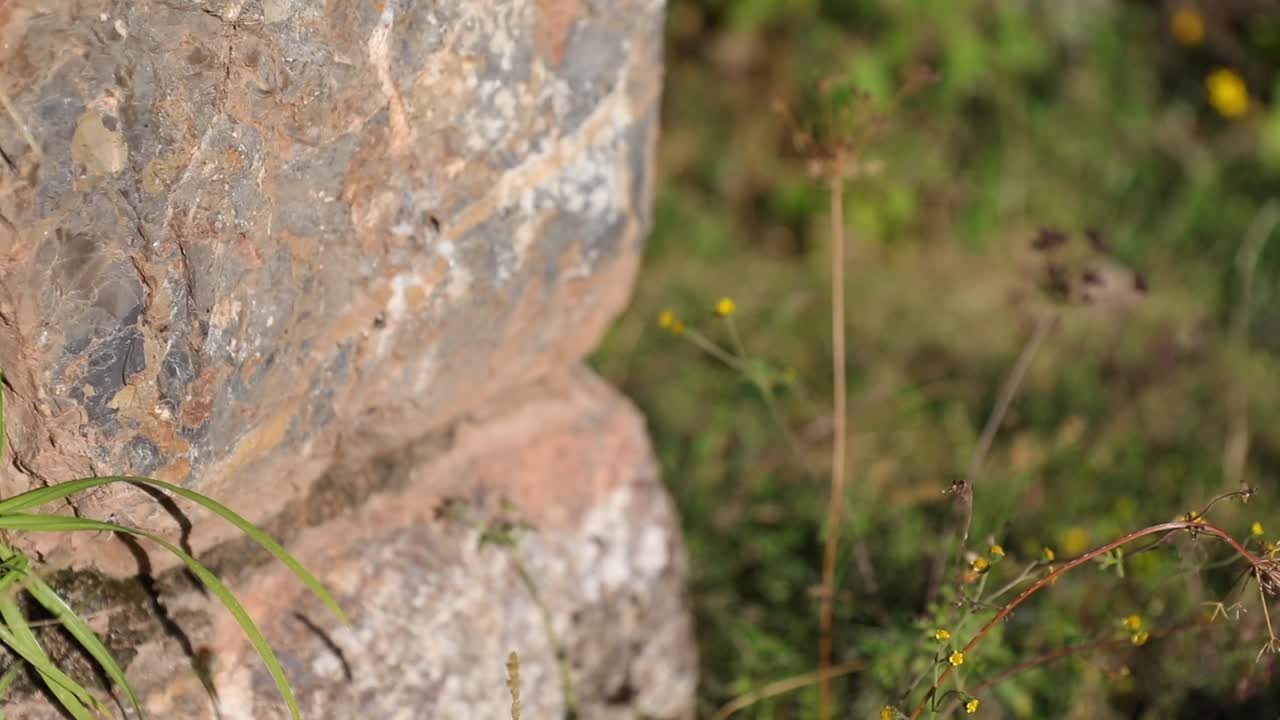 페루 의 쿠스코 구 에 있는 쿠실루차요크 엘 템플로 데 로스 모노스 의 꽃 과 녹지 의 아름다운 풍경