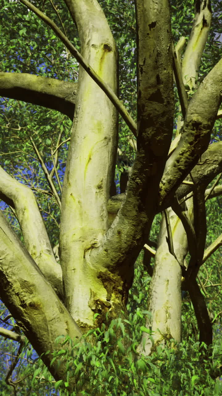 Majestic tree branches stretch towards a blue sky in a peaceful setting