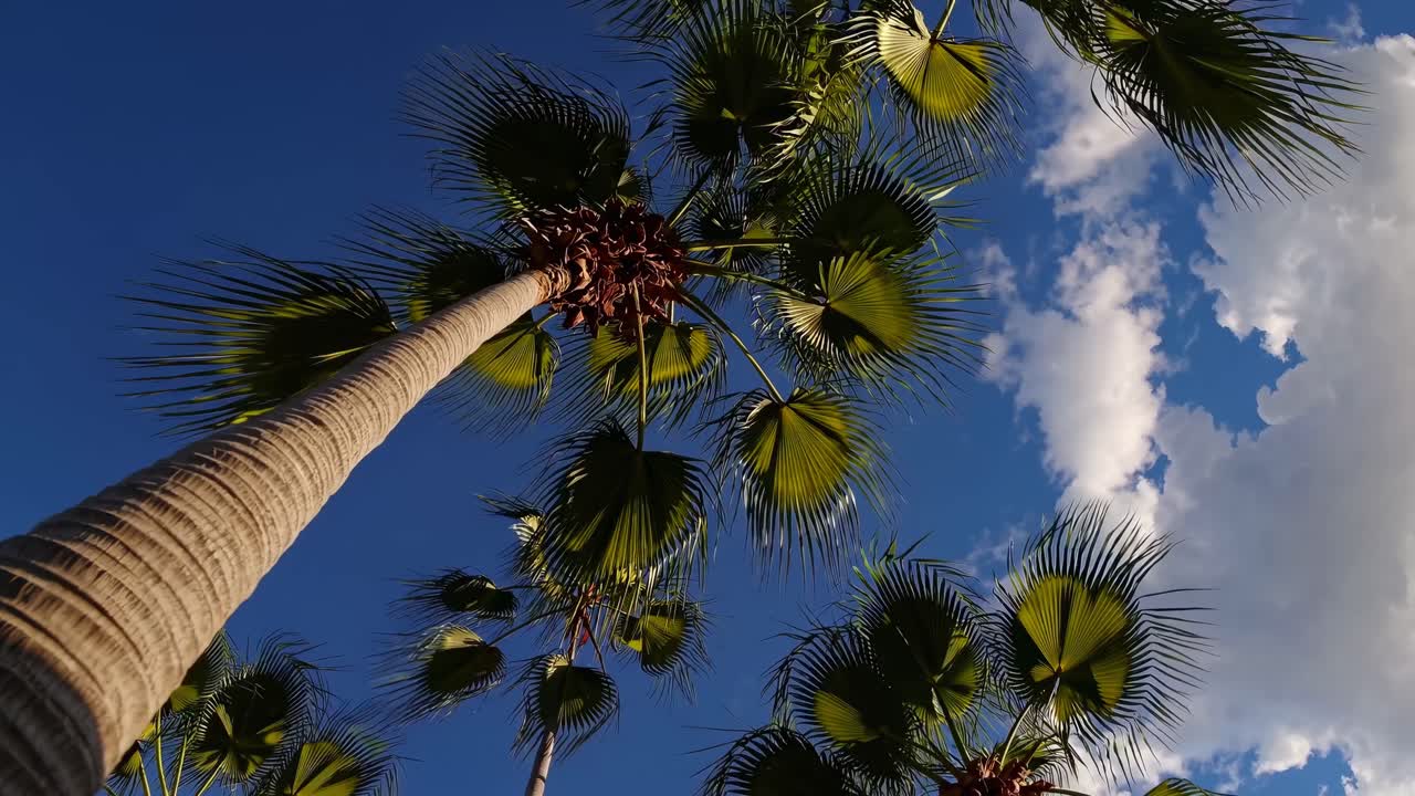 Video con angolazione verso l’alto che cattura alte palme su uno sfondo di cielo blu brillante con nuvole sparse