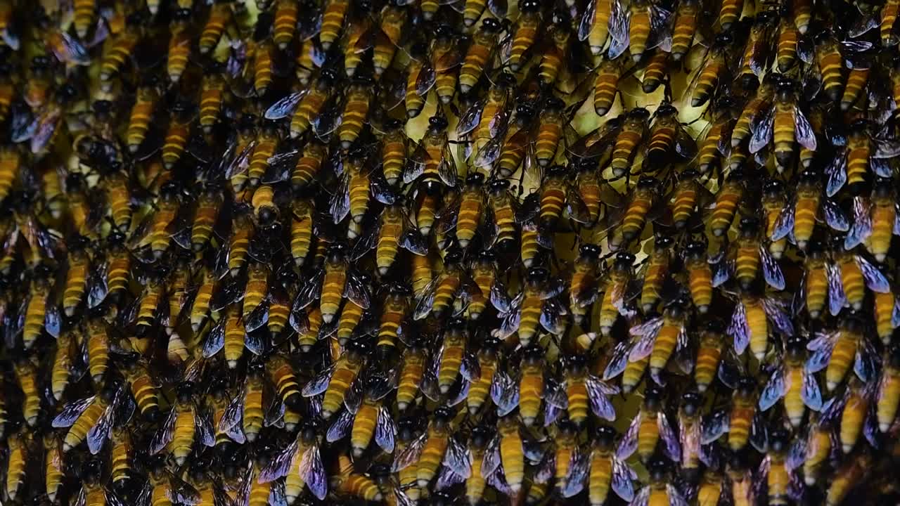 se sabe que las abejas melíferas gigantes construyen grandes colonias de nidos con bolsillos simétricos hechos de cera para almacenar miel como fuente de alimento.